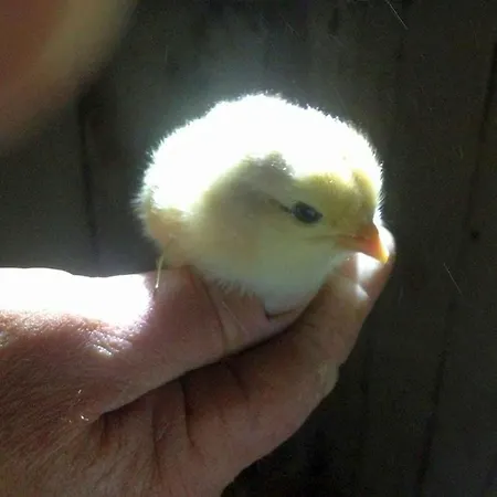 דירה Rosenhof Broggingen הרבולצהיים