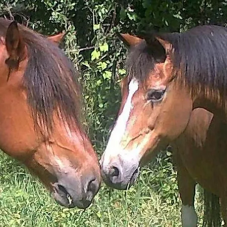 Rosenhof Broggingen Lägenhet *