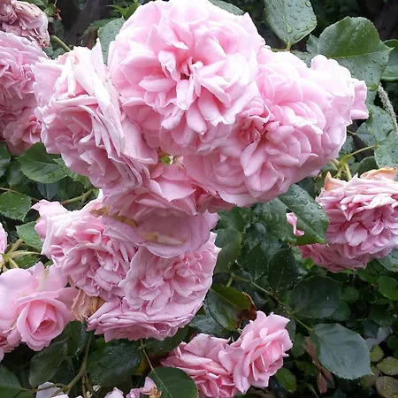 דירה Rosenhof Broggingen