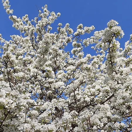 Rosenhof Broggingen דירה *